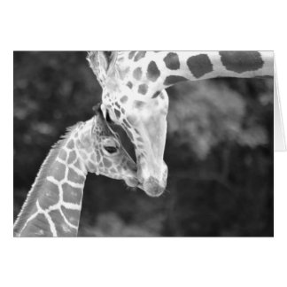 Mutter und Baby Giraffe kuddle.