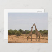 Mutter und Baby-Giraffe Postkarte (Vorne/Hinten)
