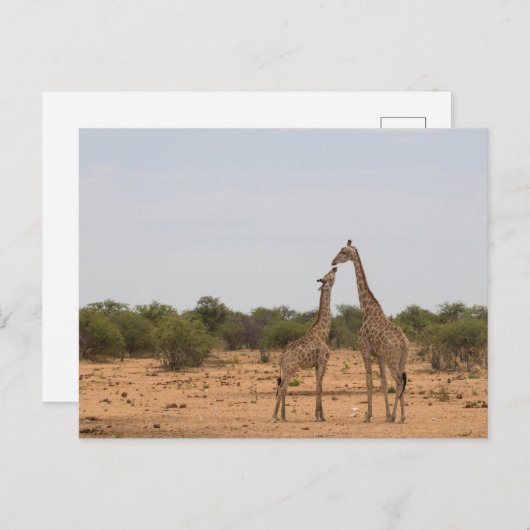 Mutter und Baby-Giraffe Postkarte (Vorne/Hinten)