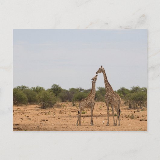 Mutter und Baby-Giraffe Postkarte (Vorderseite)