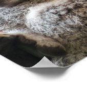 Mutter und Baby joey koalas schlafen kuscheln Poster (Ecke)