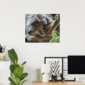 Mutter und Baby joey koalas schlafen kuscheln Poster (Heimbüro)