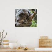 Mutter und Baby joey koalas schlafen kuscheln Poster (Küche)