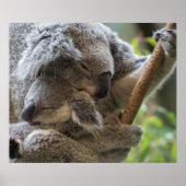 Mutter und Baby joey koalas schlafen kuscheln Poster (Vorne)