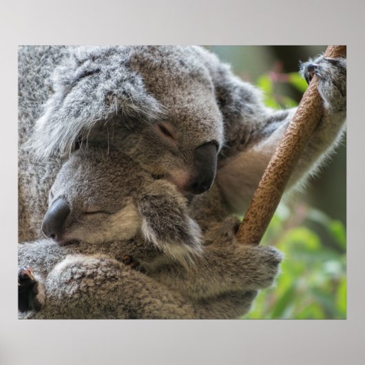 Mutter und Baby joey koalas schlafen kuscheln Poster (Vorne)