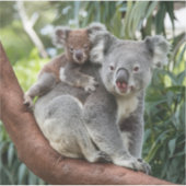 Mutter und Baby Koala Bear Aufkleber (Vorderseite)