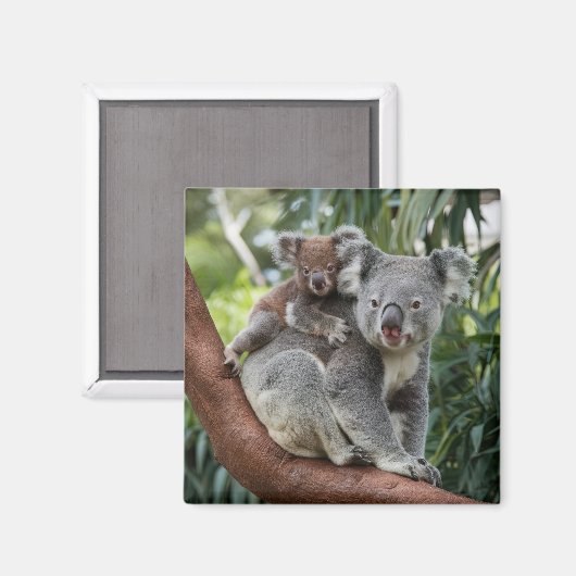 Mutter und Baby Koala Bear Magnet (Vorderseite/Rückseite)