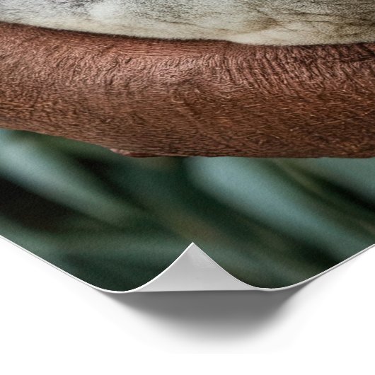 Mutter und Baby Koala Bear Poster (Ecke)