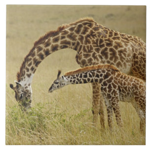 Mutter und Baby Masai Giraffe, Giraffa Fliese