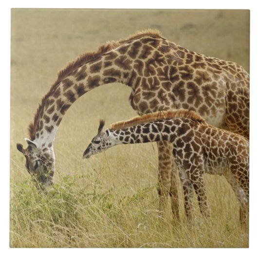 Mutter und Baby Masai Giraffe, Giraffa Fliese (Vorderseite)