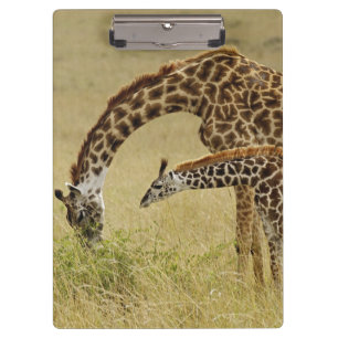 Mutter und Baby Masai-Giraffe, Giraffa Klemmbrett