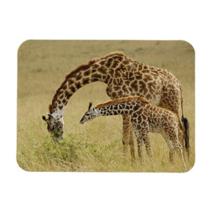 Mutter und Baby Masai Giraffe, Giraffa Magnet