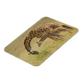 Mutter und Baby Masai Giraffe, Giraffa Magnet (Linke Seite)