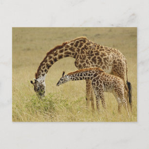 Mutter und Baby Masai Giraffe, Giraffa Postkarte