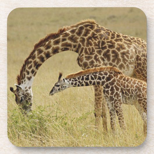 Mutter und Baby Masai Giraffe, Giraffa Untersetzer (Vorderseite)
