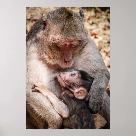Mutter und Baby Monkey Poster (Vorne)