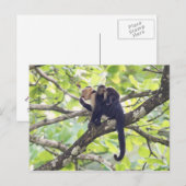 Mutter und Baby Monkey Postkarte (Vorne/Hinten)