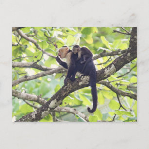 Mutter und Baby Monkey Postkarte