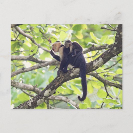 Mutter und Baby Monkey Postkarte (Vorderseite)