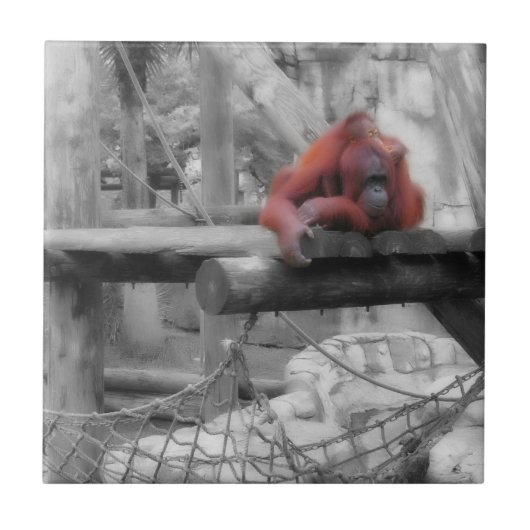 Mutter und Baby Orangutan Fliese (Vorderseite)