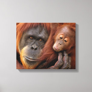 Mutter und Baby Orangutan Leinwanddruck