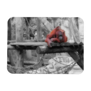 Mutter und Baby Orangutan Magnet