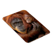 Mutter und Baby Orangutan Magnet (Rechte Seite)