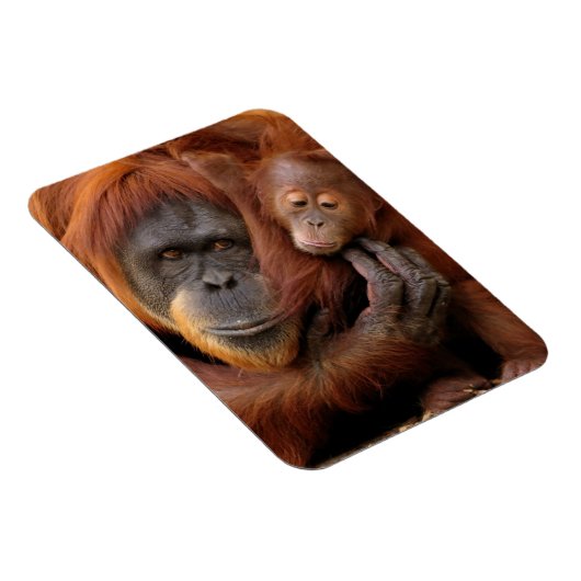 Mutter und Baby Orangutan Magnet (Rechte Seite)