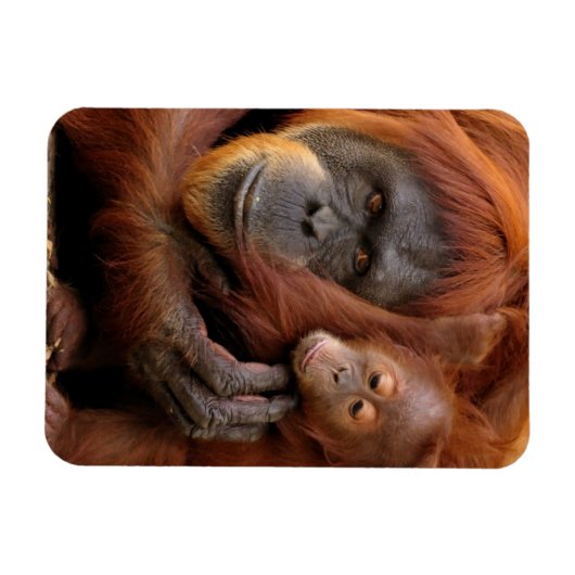 Mutter und Baby Orangutan Magnet (Horizontal)