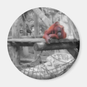 Mutter und Baby Orangutan Magnet