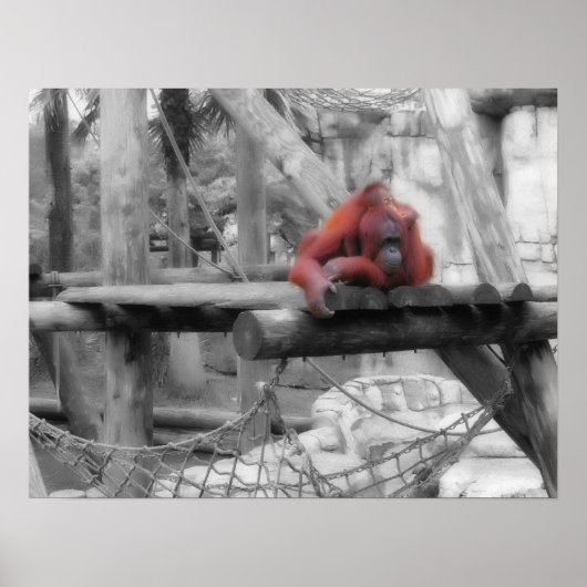 Mutter und Baby Orangutan Poster (Vorne)