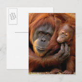 Mutter und Baby Orangutan Postkarte (Vorne/Hinten)