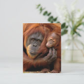 Mutter und Baby Orangutan Postkarte (Stehend Vorderseite)