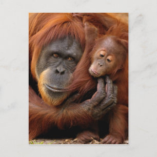 Mutter und Baby Orangutan Postkarte