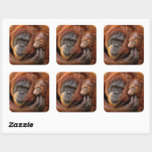 Mutter und Baby Orangutan Quadratischer Aufkleber (Blatt)