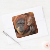 Mutter und Baby Orangutan Quadratischer Aufkleber (Umschlag)