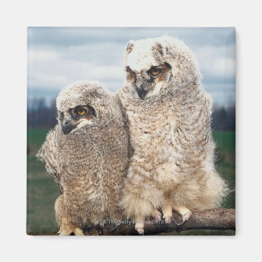 Mutter und Baby Owl Magnet (Vorne)