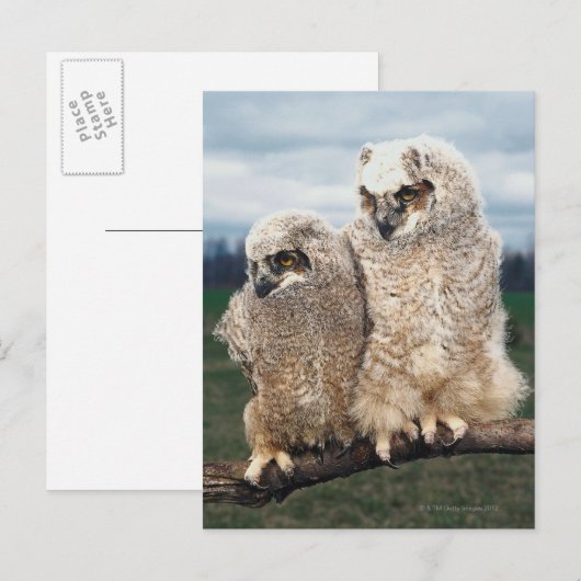 Mutter und Baby Owl Postkarte (Vorne/Hinten)