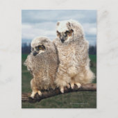 Mutter und Baby Owl Postkarte (Vorderseite)