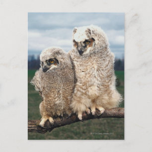 Mutter und Baby Owl Postkarte