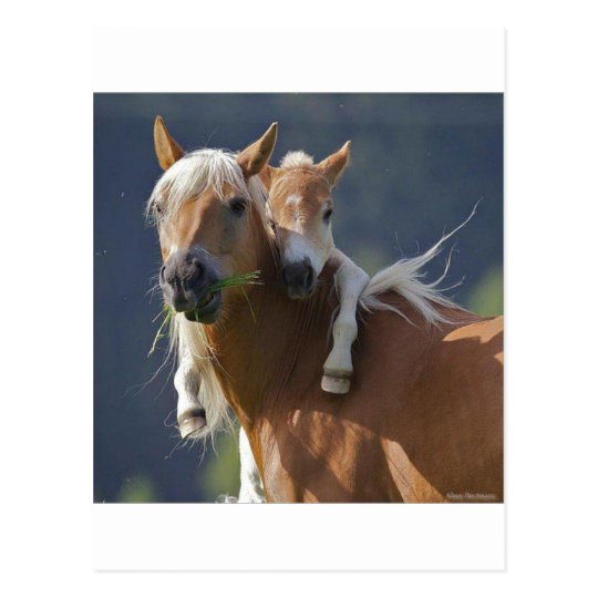 Mutter Und Baby Pferd Postkarte Zazzle De