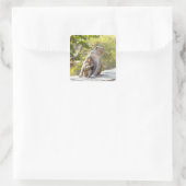 Mutter und Baby Rhesus Macaque Affen an Wand Quadratischer Aufkleber (Tasche)