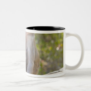 Mutter-und Baby RhesusfaktorMacaqueaffen auf Wand Zweifarbige Tasse