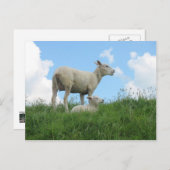 Mutter und Baby Sheep Spring PostCard Postkarte (Vorne/Hinten)