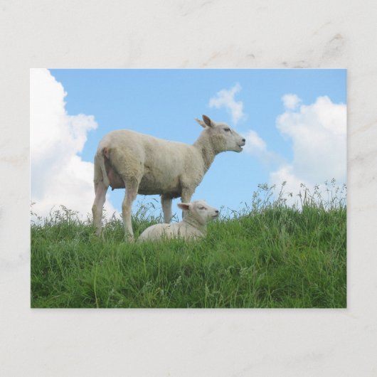 Mutter und Baby Sheep Spring PostCard Postkarte (Vorderseite)