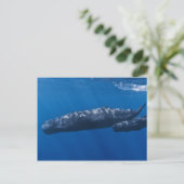 Mutter und Baby Sperm Whale Physeter macrocephalus Postkarte (Stehend Vorderseite)