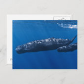 Mutter und Baby Sperm Whale Physeter macrocephalus Postkarte (Vorne/Hinten)