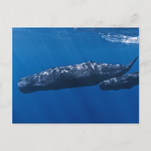 Mutter und Baby Sperm Whale Physeter macrocephalus Postkarte (Vorderseite)