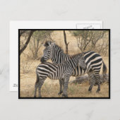 Mutter und Baby Zebra Postcard Postkarte (Vorne/Hinten)