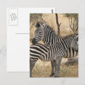 Mutter und Baby Zebra Postcard Postkarte (Vorne/Hinten)